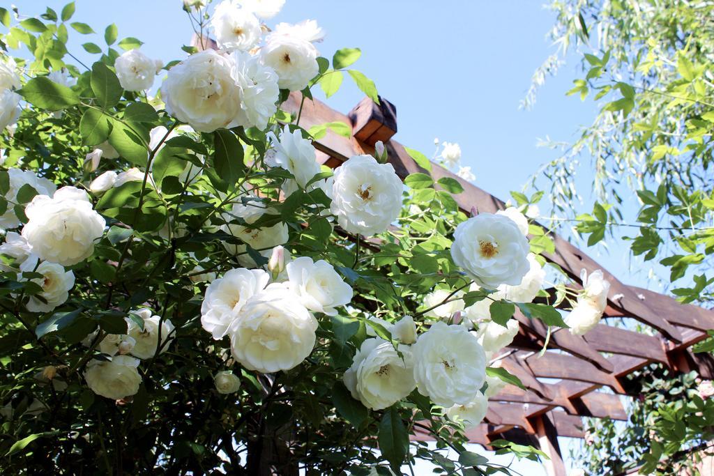 Apartment Garden House Timişoara