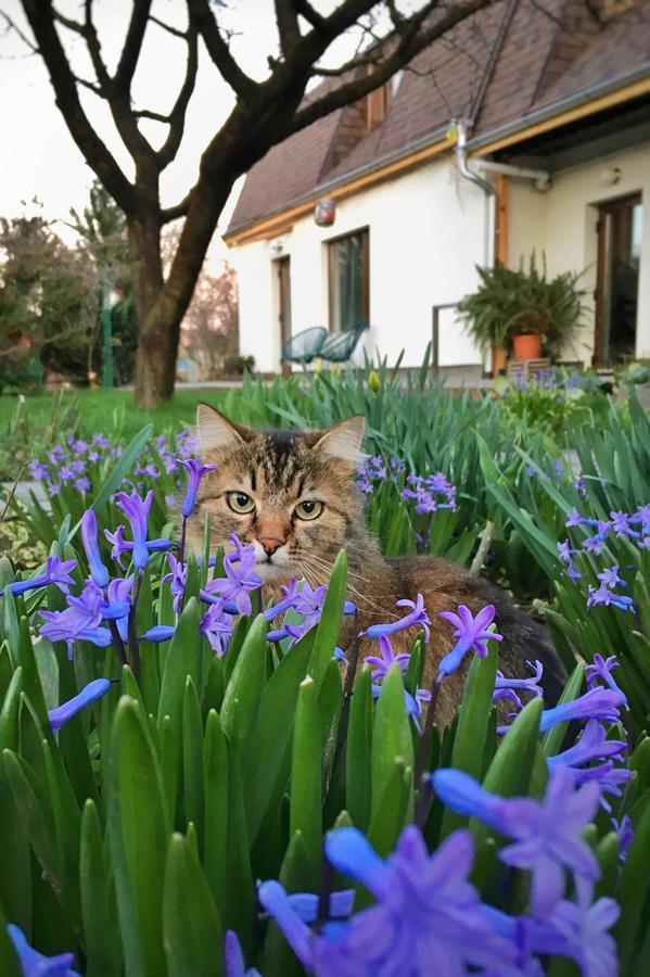 Garden House Apartment Timisoara